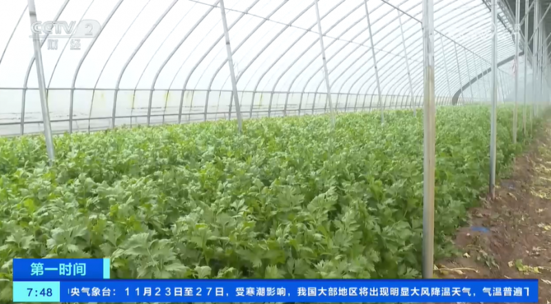 小雪节气 “菜篮子”也丰富 大棚蔬菜上市 冬笋、咸菜正当时