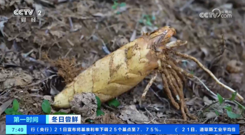 小雪节气 “菜篮子”也丰富 大棚蔬菜上市 冬笋、咸菜正当时
