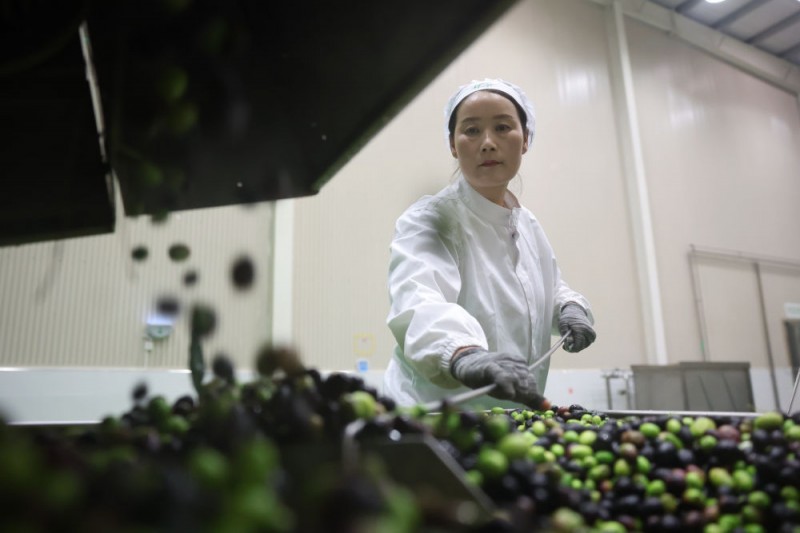 镜头连中外丨一颗油橄榄 万里同丰收
