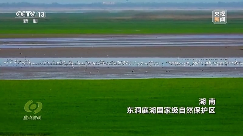 焦点访谈丨他曾为驱赶候鸟损失了三节指骨  如今为何加入了护飞队？