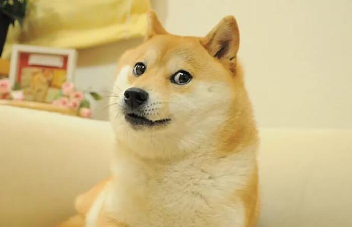 缩写Doge,马斯克将要领导的这个“政府效率部”是啥?