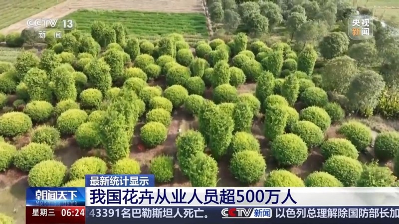 全年销售额将破2000亿 我国卖出的花花可绕地球多少圈？