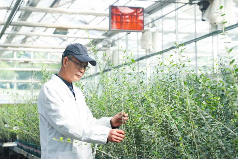 镜头连中外丨一颗油橄榄 万里同丰收