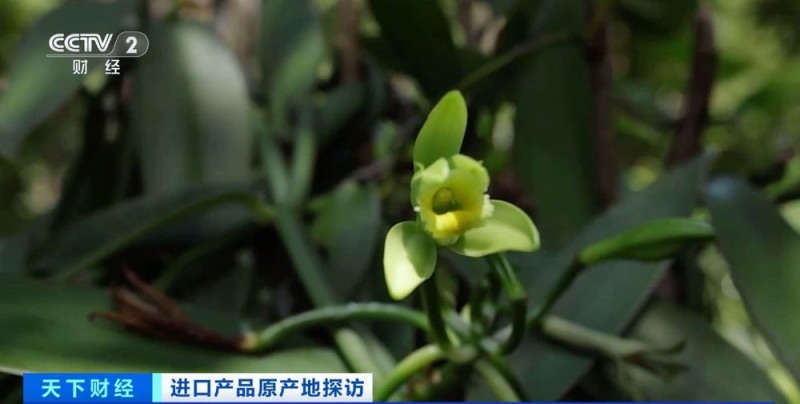 原产地好物直达！“可可大国、香草王国”：我家好物来进博→