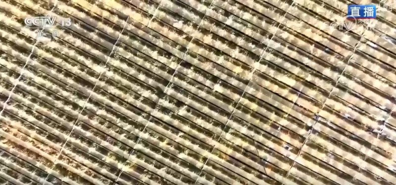 “沙里掘金” 片片沙地变身产业聚集“聚宝盆”