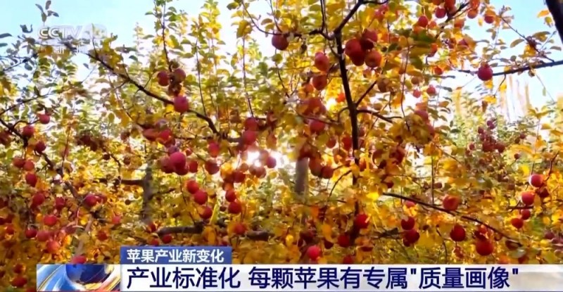 世界第一的中国苹果 来看看它们的“证件照”