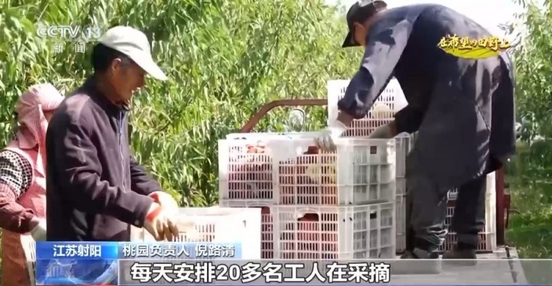 大丰收！全国多地同太空水稻一起传来丰收消息