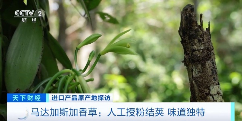 原产地好物直达！“可可大国、香草王国”：我家好物来进博→
