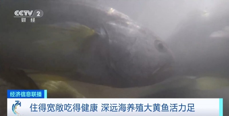 住得宽敞吃得健康！探访“乾动2号”  ，打卡大黄鱼的“深海豪宅”