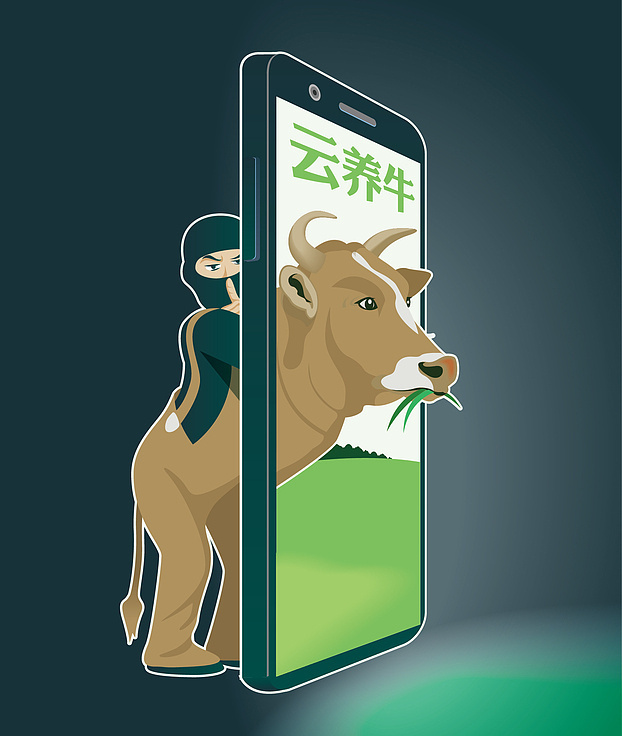 600头牛变成无法兑换的60000斤牛肉？揭秘“云养牛”背后的非法集资骗局