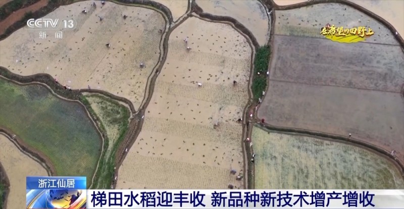 大丰收！全国多地同太空水稻一起传来丰收消息