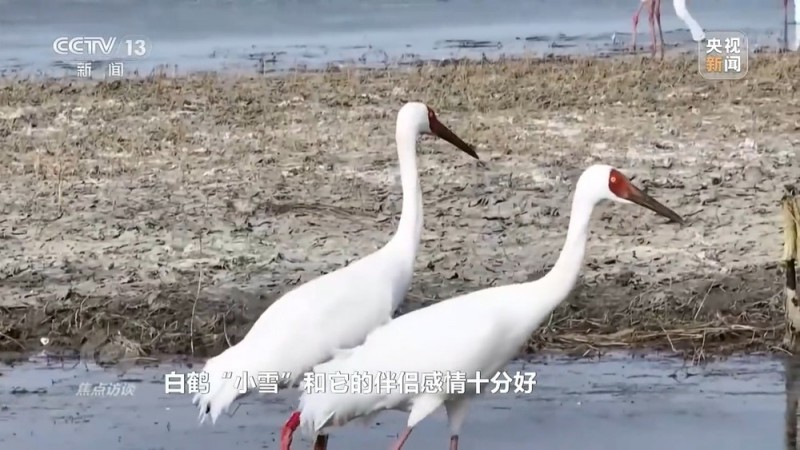 焦点访谈丨他曾为驱赶候鸟损失了三节指骨  如今为何加入了护飞队？