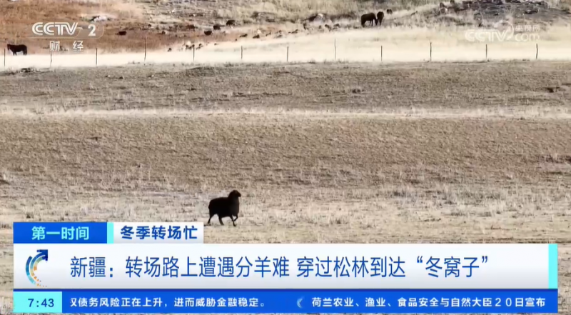 冬季转场忙 新疆伊犁河谷开启冬季转场 一起去看牧民们的转场生活