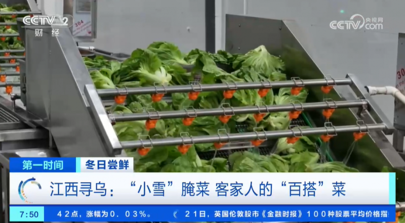 小雪节气 “菜篮子”也丰富 大棚蔬菜上市 冬笋、咸菜正当时