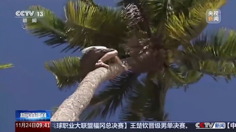 爬树也有比赛了？零距离看运动员争战“椰树之巅”