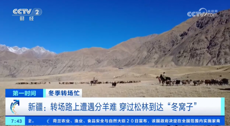 冬季转场忙 新疆伊犁河谷开启冬季转场 一起去看牧民们的转场生活
