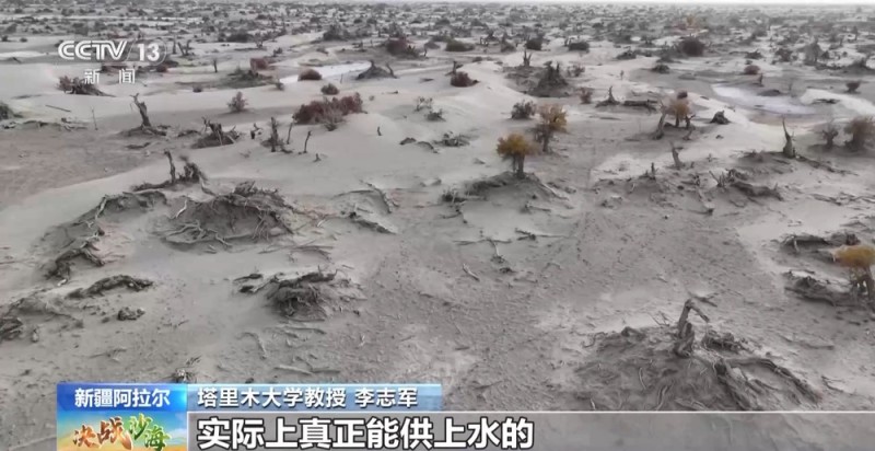 一线调研丨枯木也能长新芽？为胡杨林“解渴”他们有妙招