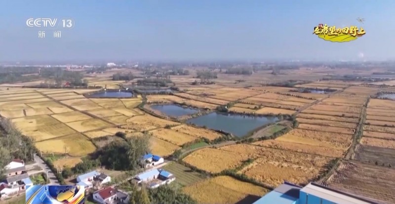 大丰收！全国多地同太空水稻一起传来丰收消息