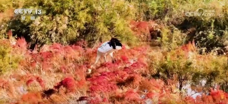 湿地披“彩妆”、百鸟任飞翔 勾画美丽中国绝美新画卷