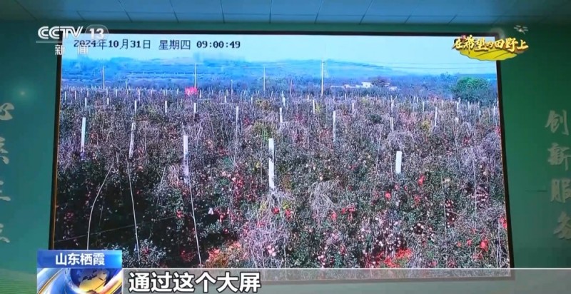 大丰收！全国多地同太空水稻一起传来丰收消息