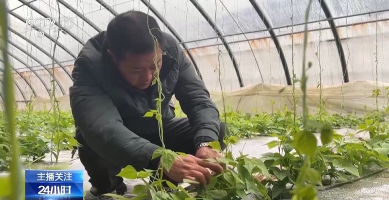 蔬菜也要盖棉被 寒潮下蔬菜这样稳产保供