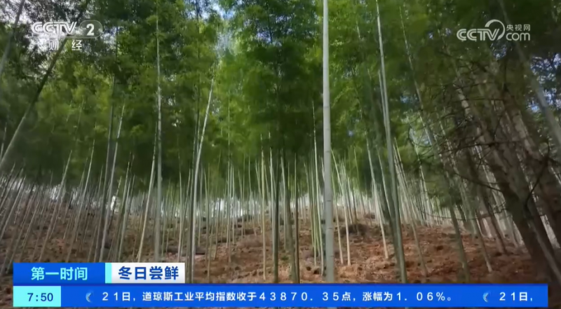 小雪节气 “菜篮子”也丰富 大棚蔬菜上市 冬笋、咸菜正当时