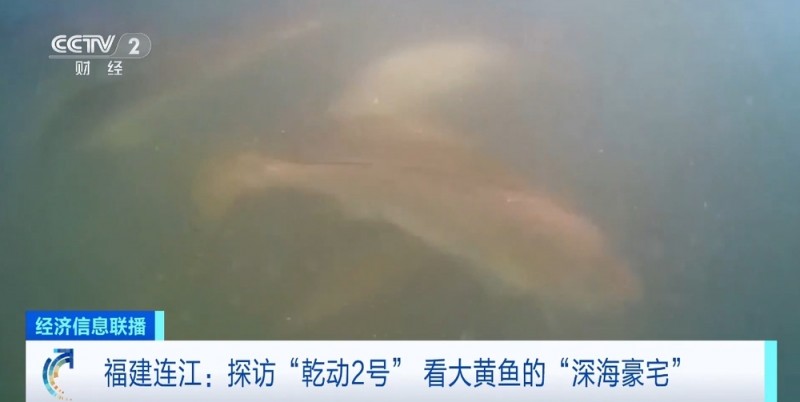 住得宽敞吃得健康！探访“乾动2号”  ，打卡大黄鱼的“深海豪宅”