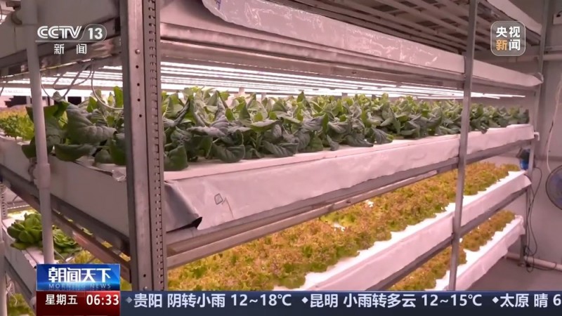 植物工厂长啥样？沙漠里能种水稻？揭秘种菜“黑科技”