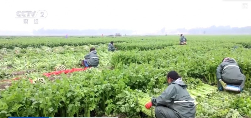 秋冬蔬菜生产供应基础较好 老百姓的“菜篮子”“果盘子”更丰富