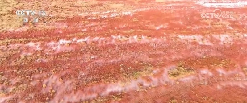 湿地披“彩妆”、百鸟任飞翔 勾画美丽中国绝美新画卷