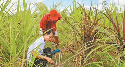 走进中国―太平洋岛国菌草技术示范中心  “幸福草”在斐济结出“共赢果”