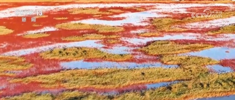 湿地披“彩妆”、百鸟任飞翔 勾画美丽中国绝美新画卷