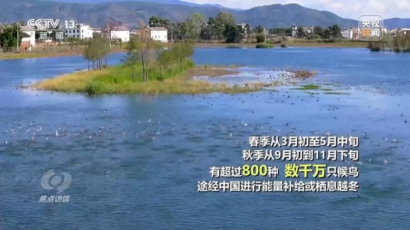焦点访谈丨他曾为驱赶候鸟损失了三节指骨  如今为何加入了护飞队？