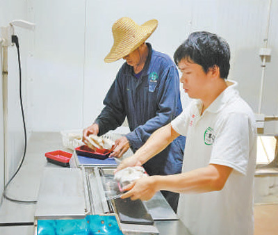 走进中国―太平洋岛国菌草技术示范中心  “幸福草”在斐济结出“共赢果”