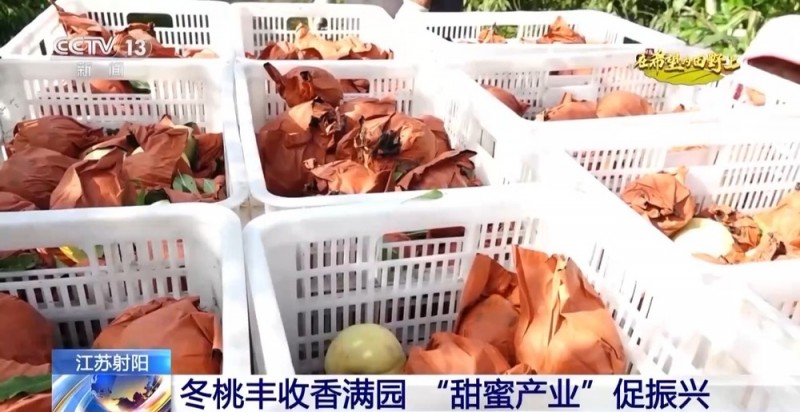 大丰收！全国多地同太空水稻一起传来丰收消息