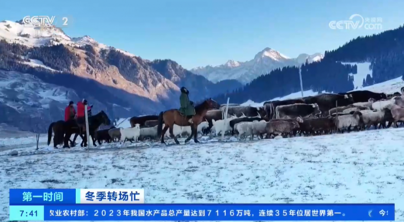 冬季转场忙 新疆伊犁河谷开启冬季转场 一起去看牧民们的转场生活