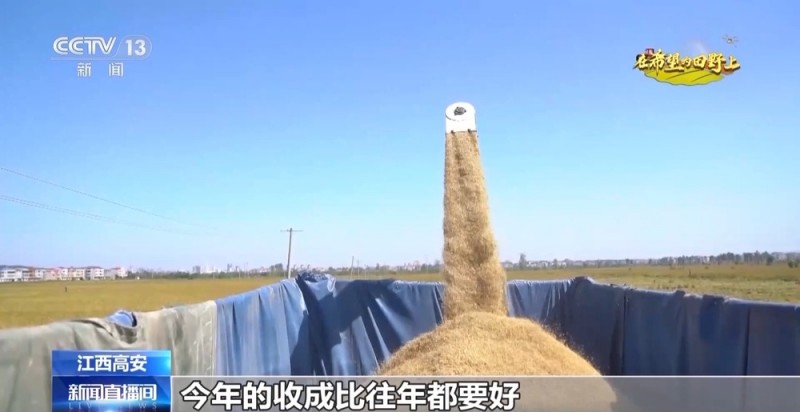 大丰收！全国多地同太空水稻一起传来丰收消息