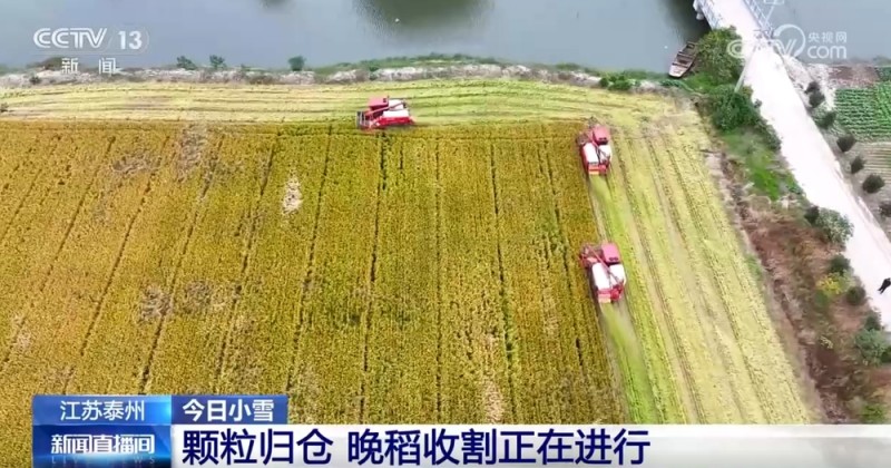 收大葱、收晚稻、修水利……“迎冬小雪至” 农事活动忙