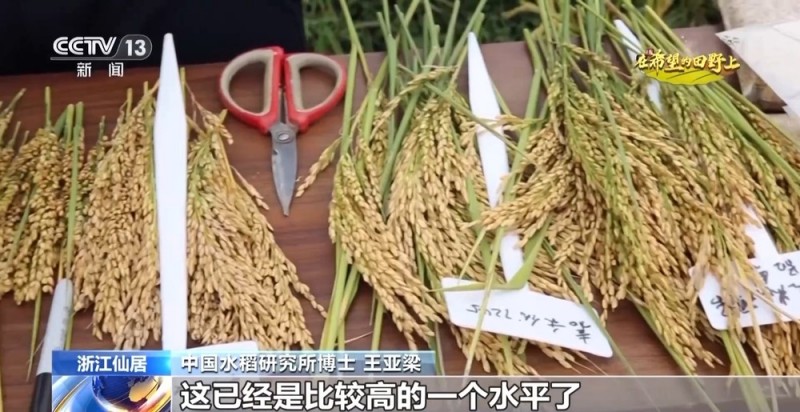 大丰收！全国多地同太空水稻一起传来丰收消息