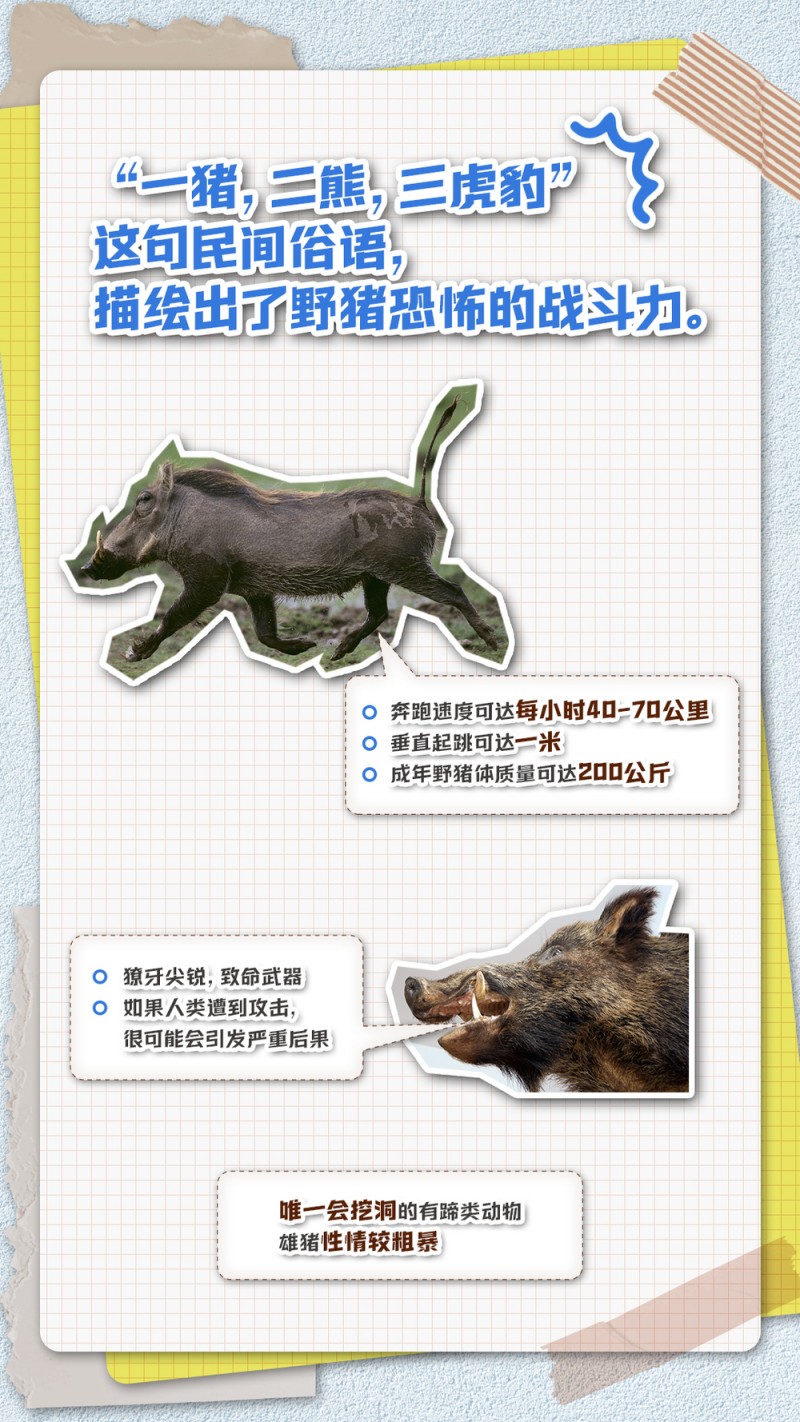 五问五答：频频“肇事”上热搜，野猪“撒野”怎么办？