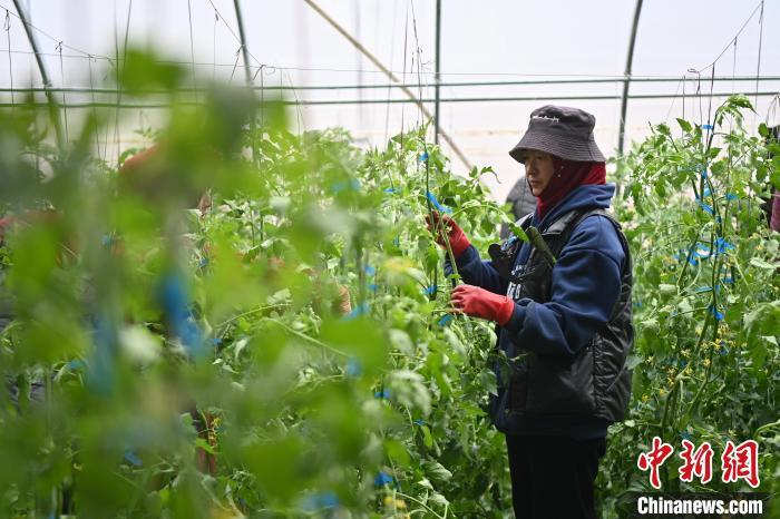 （走进中国乡村）积石山新农人的“活力密码”