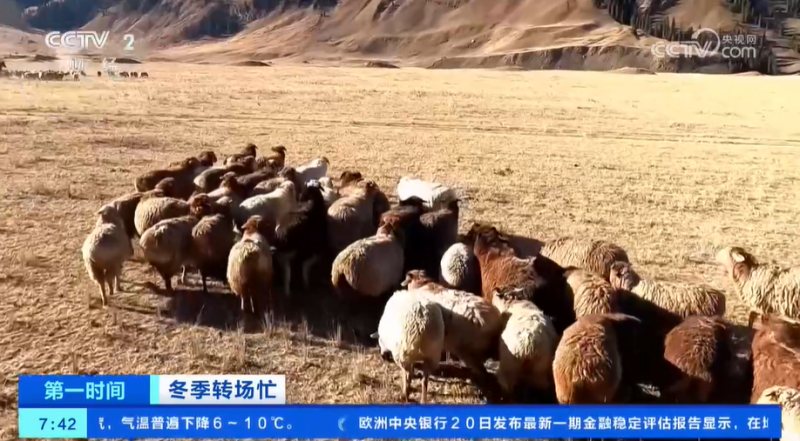 冬季转场忙 新疆伊犁河谷开启冬季转场 一起去看牧民们的转场生活