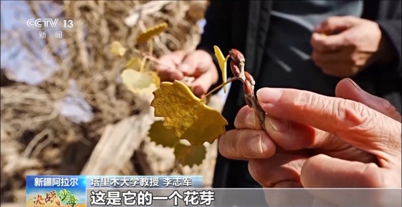 一线调研丨枯木也能长新芽？为胡杨林“解渴”他们有妙招