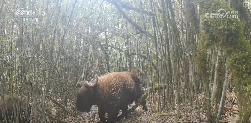 湿地披“彩妆”、百鸟任飞翔 勾画美丽中国绝美新画卷