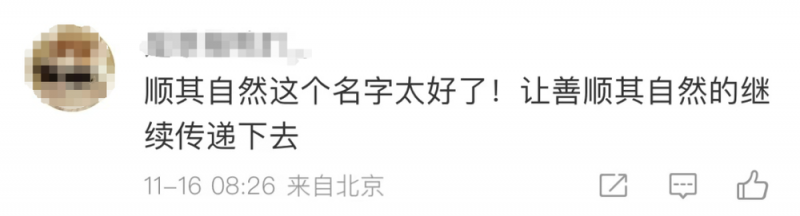 看丹观察｜“顺其自然”又出现了！网友：这字、这心，都是顶顶好的