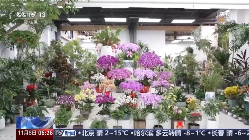 全年销售额将破2000亿 我国卖出的花花可绕地球多少圈？
