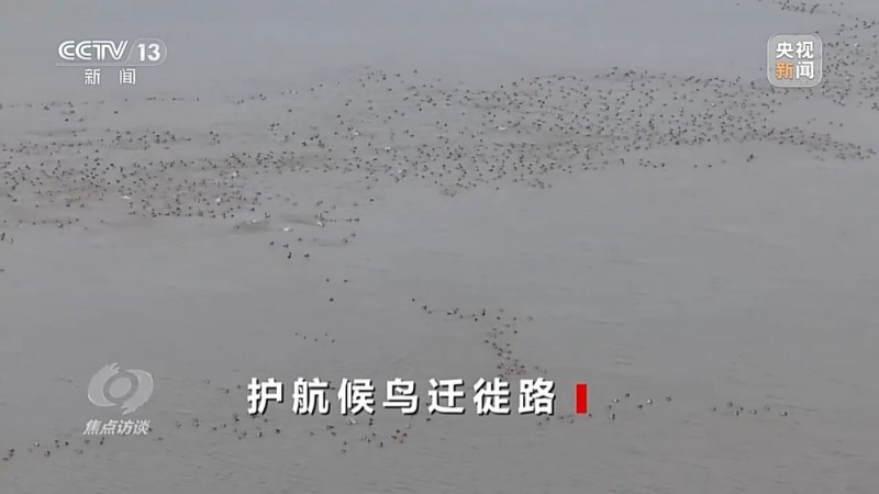 焦点访谈丨他曾为驱赶候鸟损失了三节指骨  如今为何加入了护飞队？