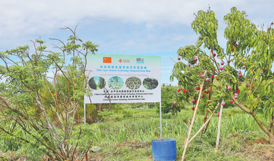走进中国―太平洋岛国菌草技术示范中心  “幸福草”在斐济结出“共赢果”