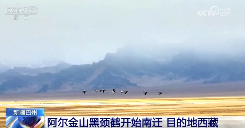 “黑科技”+“护飞”助力 碧水青山间候鸟翔集涌动勃勃生机