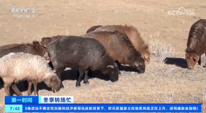 冬季转场忙 新疆伊犁河谷开启冬季转场 一起去看牧民们的转场生活